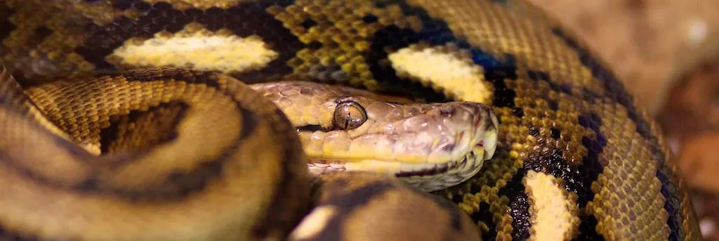 Kopf einen Python vor dem Körper der Schlange